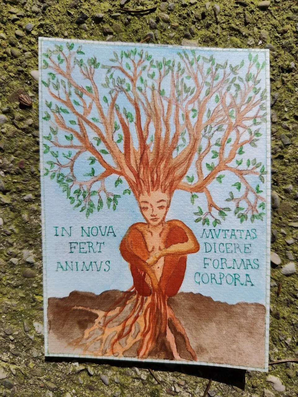 Daphne Laurus