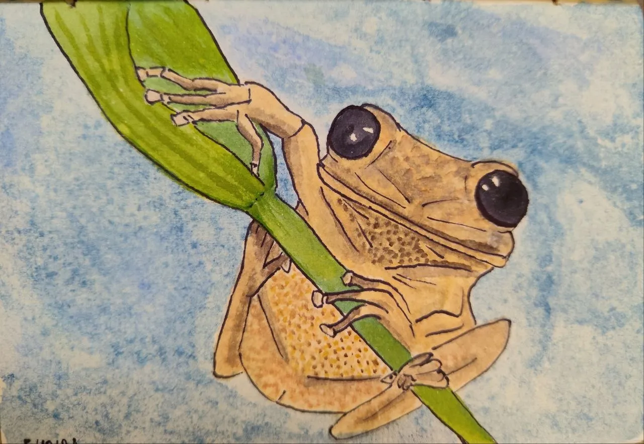 Hanging Frog